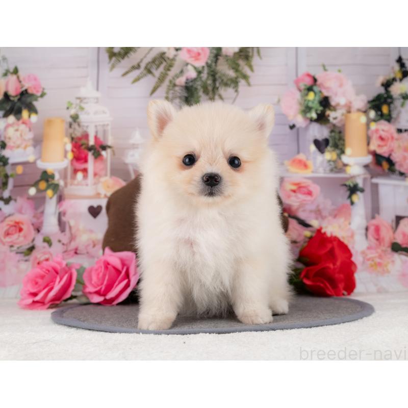 販売中の岐阜県のポメラニアン-447793の6枚目