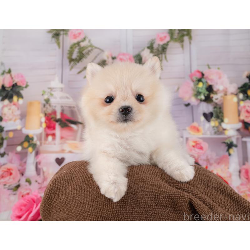 販売中の岐阜県のポメラニアン-447793の2枚目