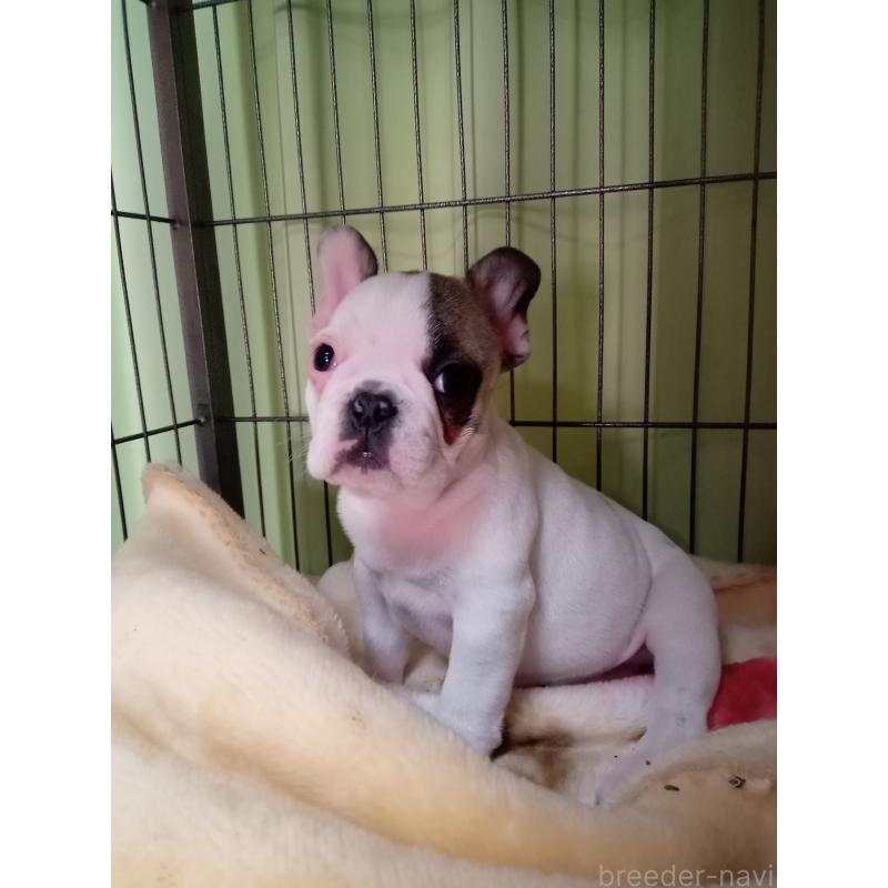 販売中の福岡県のフレンチブルドッグ-429905の6枚目