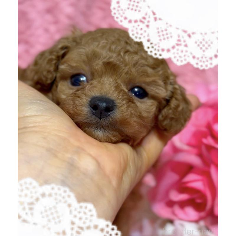 販売中の香川県のタイニープードル-444903