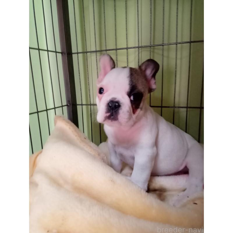 販売中の福岡県のフレンチブルドッグ-429905の4枚目