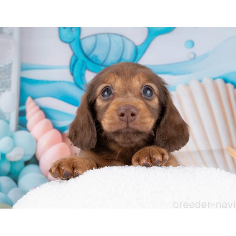 販売中の岐阜県のミニチュアダックスフンド(ロングヘアード)-447794の6枚目