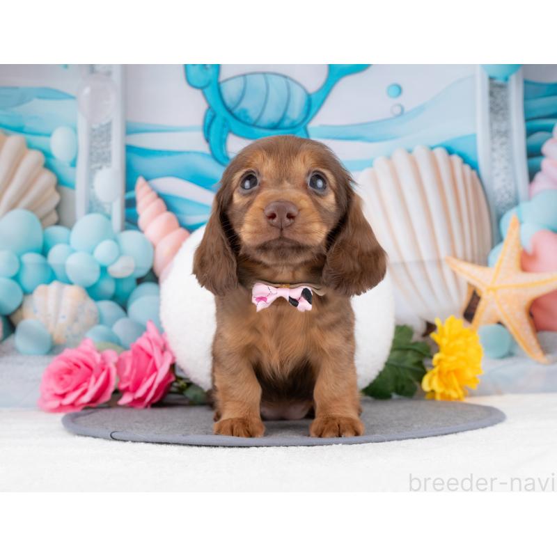 販売中の岐阜県のミニチュアダックスフンド(ロングヘアード)-447794の5枚目