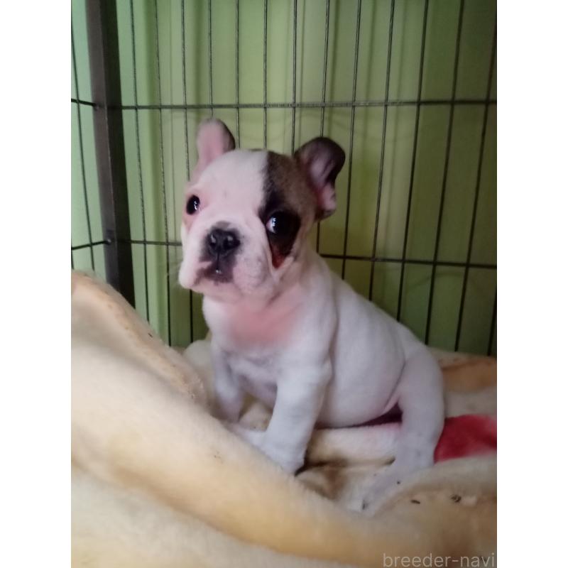 販売中の福岡県のフレンチブルドッグ-429905の3枚目