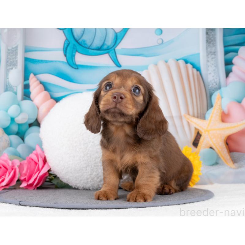 販売中の岐阜県のミニチュアダックスフンド(ロングヘアード)-447794の4枚目