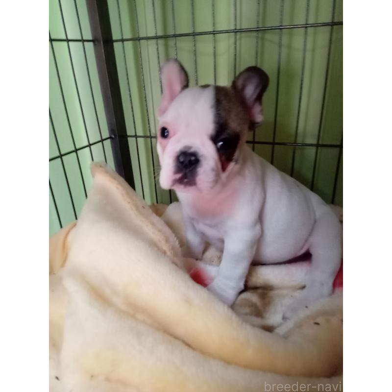 販売中の福岡県のフレンチブルドッグ-429905の2枚目