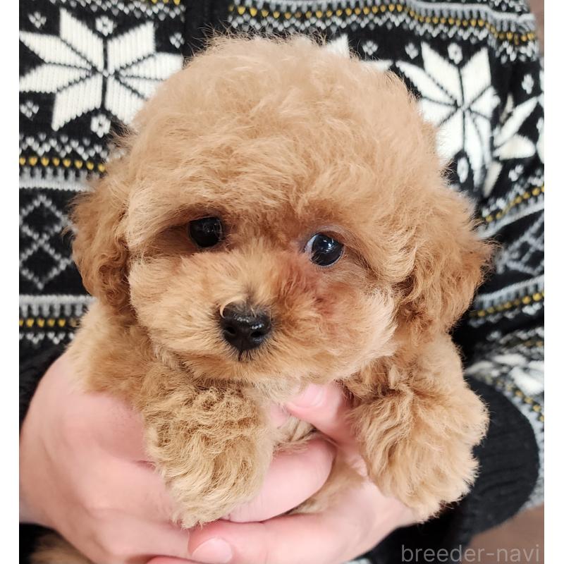 販売中の埼玉県のタイニープードル-447798の4枚目