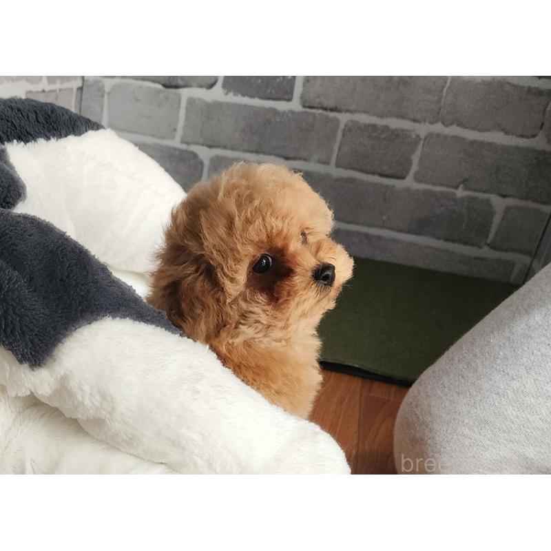 販売中の埼玉県のタイニープードル-447798の2枚目