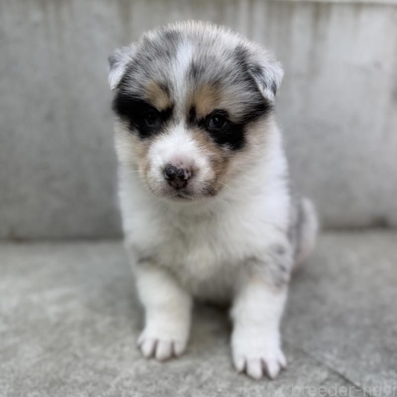 販売中の山梨県のオゥスキー:オーストラリアンシェパード×ハスキー-441736