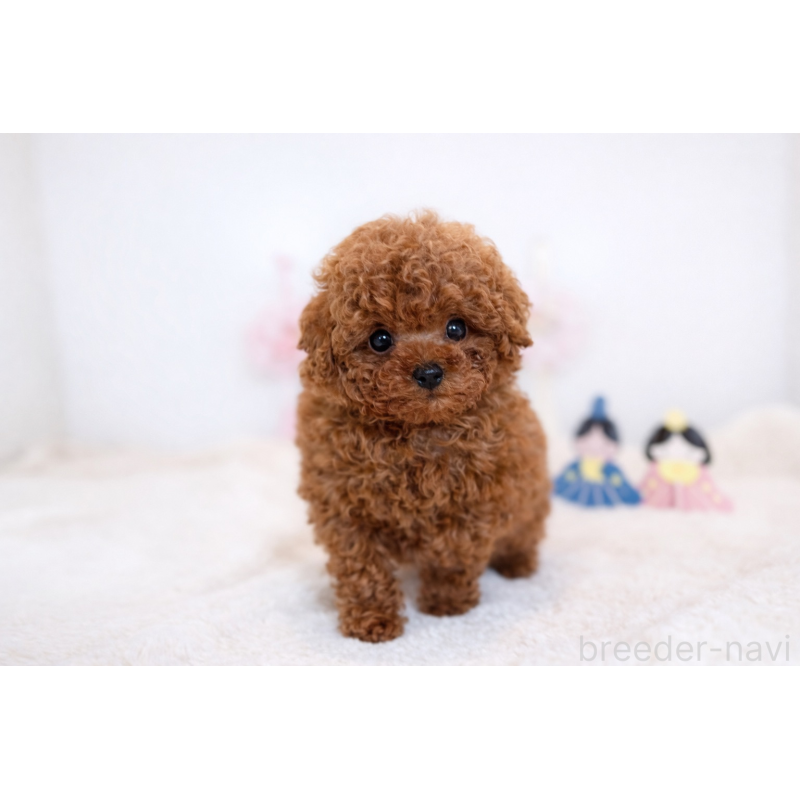 販売中の広島県のティーカッププードル-447799の3枚目