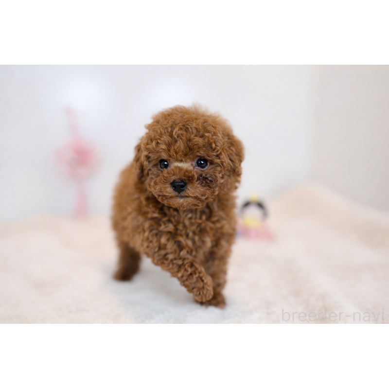 販売中の広島県のティーカッププードル-447799の2枚目