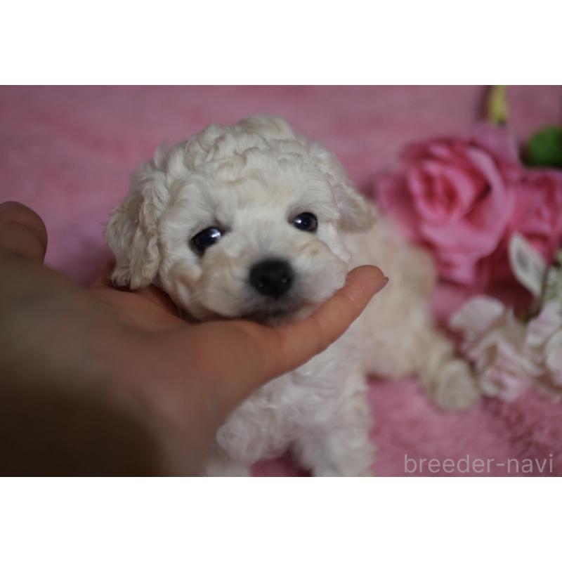 販売中の香川県のトイプードル-443292の3枚目