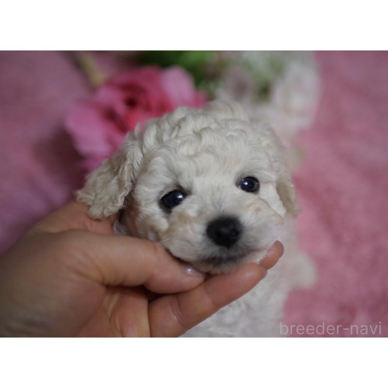 販売中の香川県のトイプードル-443292の2枚目