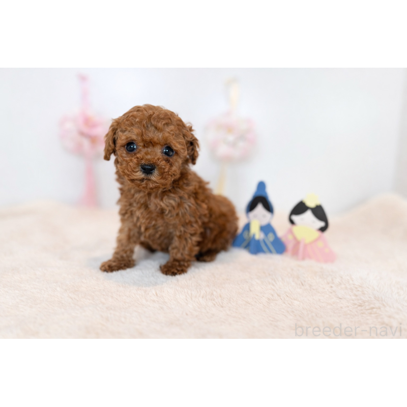 販売中の広島県のティーカッププードル-447800の2枚目