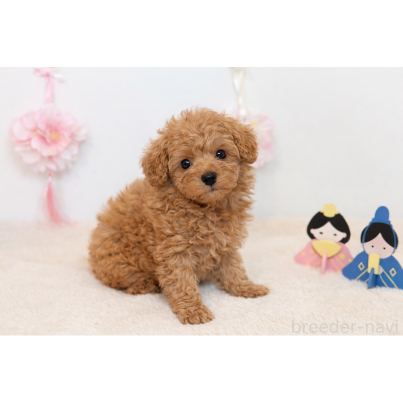 販売中の広島県のトイプードル-447801の3枚目