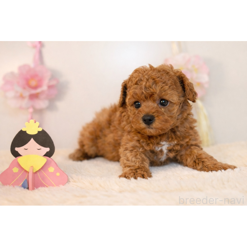 販売中の広島県のトイプードル-447802の3枚目