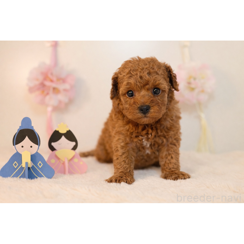 販売中の広島県のトイプードル-447802の2枚目