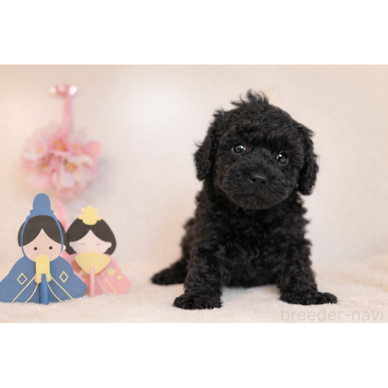 販売中の広島県のトイプードル-447803の2枚目