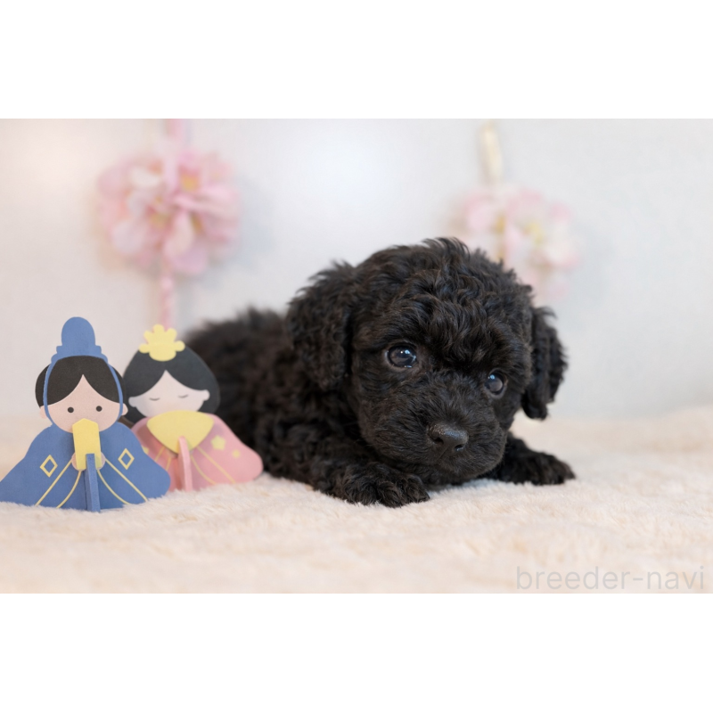 販売中の広島県のトイプードル-447807の3枚目