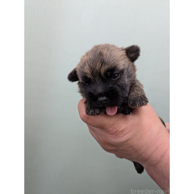 販売中の千葉県のケアーンテリア-447804の7枚目