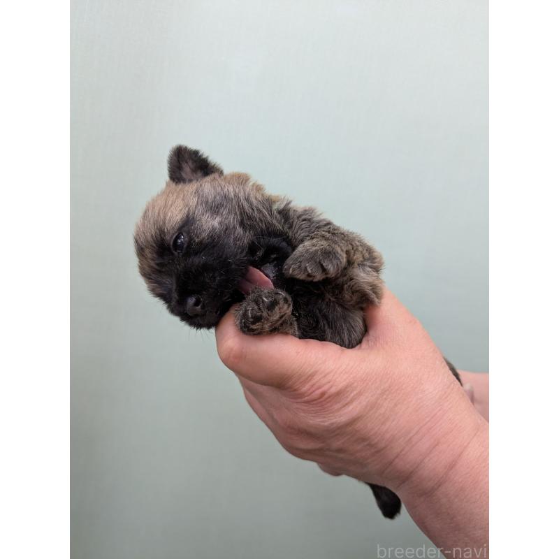 販売中の千葉県のケアーンテリア-447804の6枚目