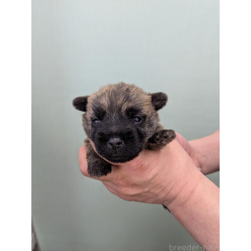 販売中の千葉県のケアーンテリア-447804の5枚目