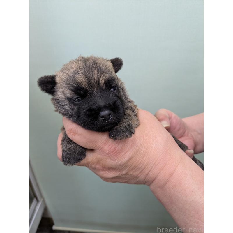 販売中の千葉県のケアーンテリア-447804の4枚目