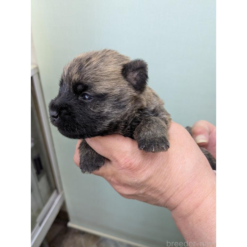 販売中の千葉県のケアーンテリア-447804の3枚目