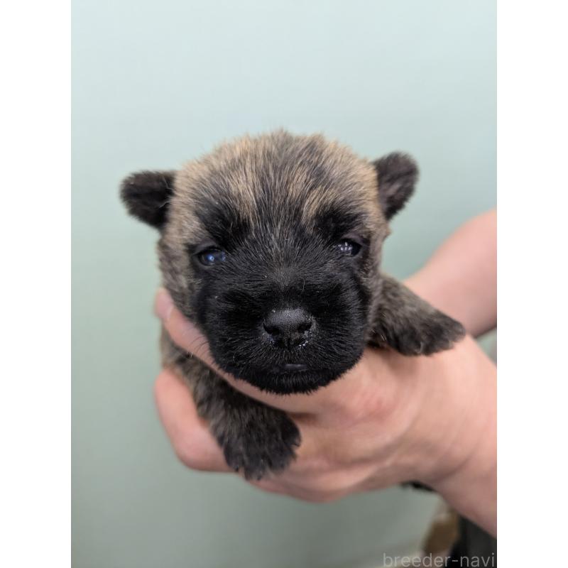 販売中の千葉県のケアーンテリア-447804の2枚目