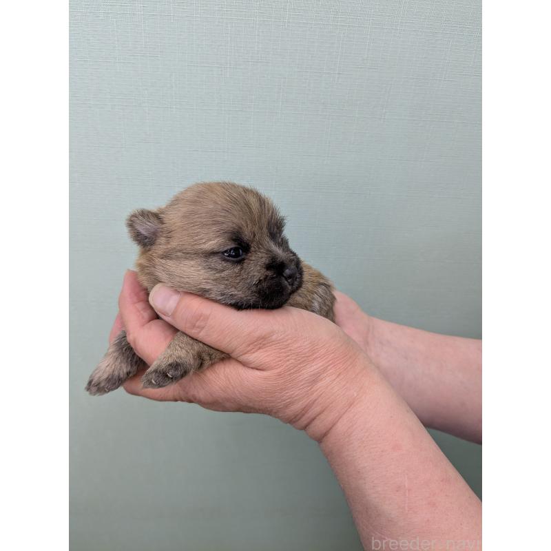 販売中の千葉県のケアーンテリア-447805の9枚目