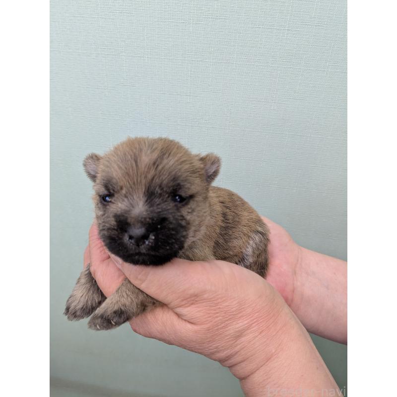 販売中の千葉県のケアーンテリア-447805の7枚目