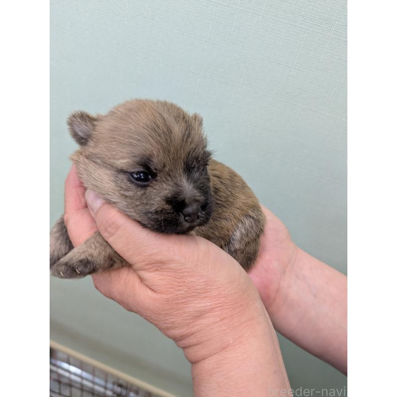 販売中の千葉県のケアーンテリア-447805の5枚目