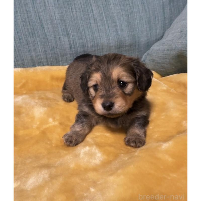 販売中の岡山県のミックス犬-447806の13枚目