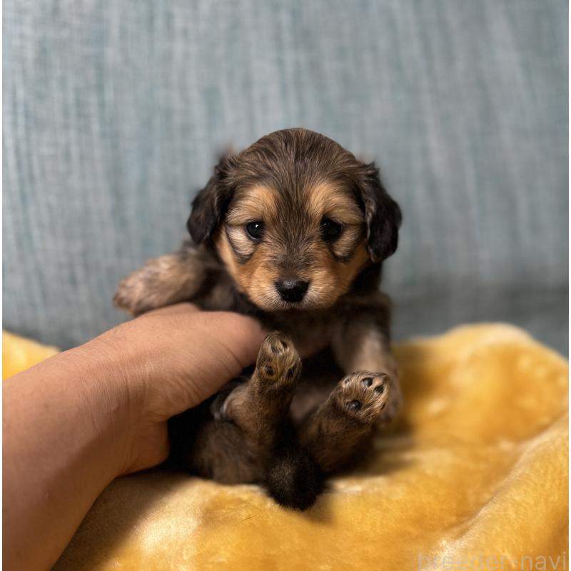 販売中の岡山県のミックス犬-447806の12枚目