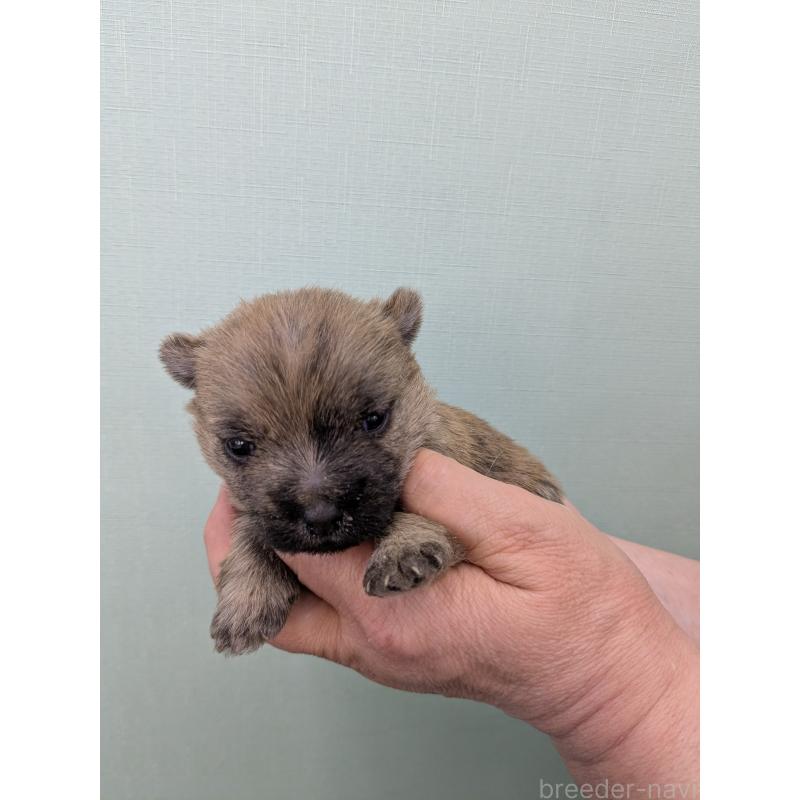 販売中の千葉県のケアーンテリア-447805の3枚目