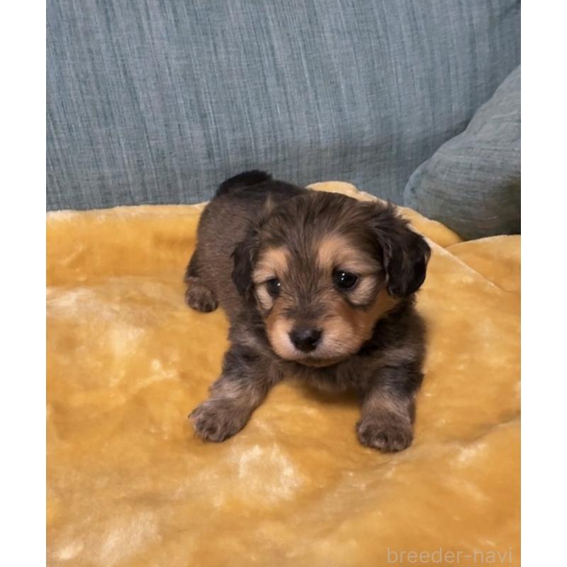 販売中の岡山県のミックス犬-447806の10枚目