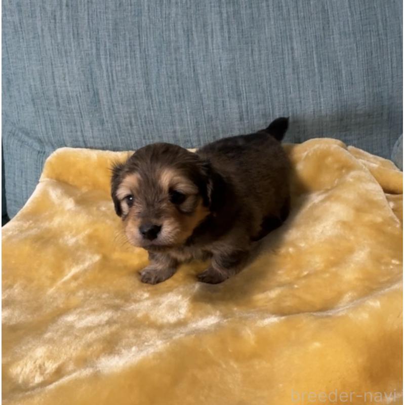 販売中の岡山県のミックス犬-447806の9枚目