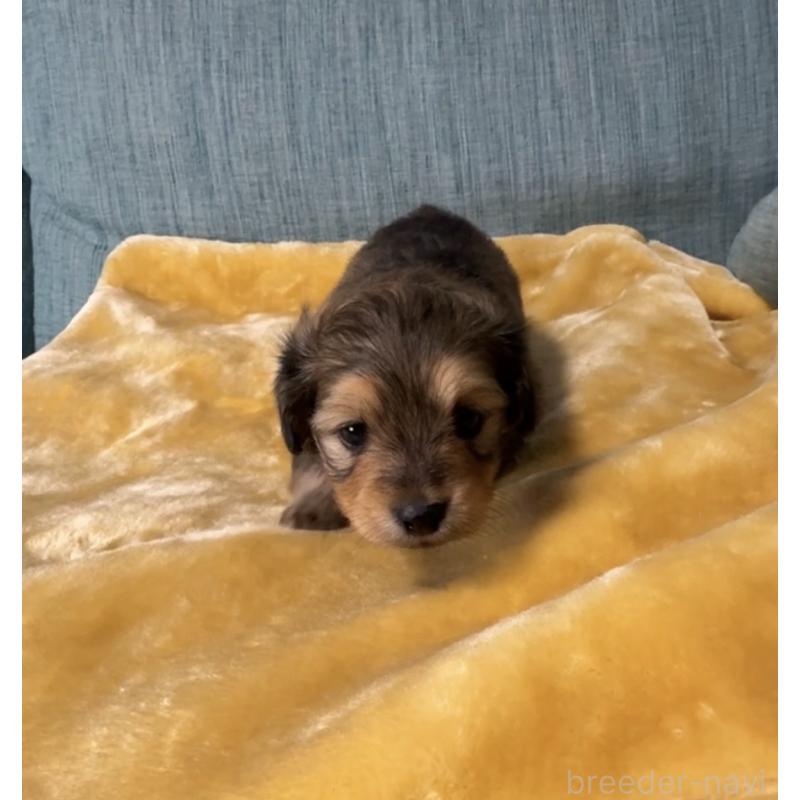 販売中の岡山県のミックス犬-447806の7枚目