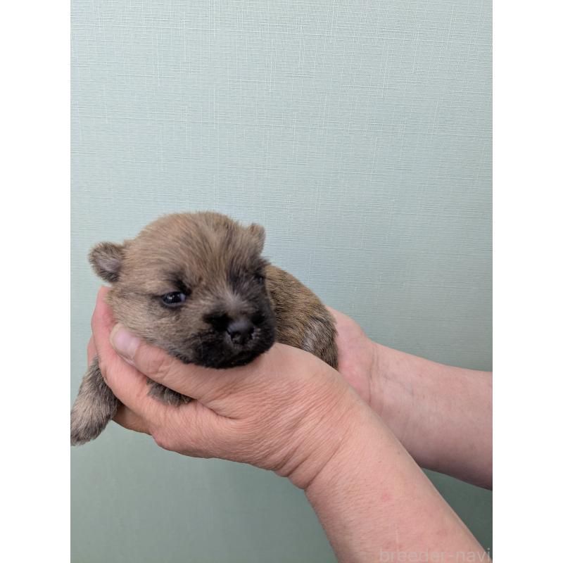 販売中の千葉県のケアーンテリア-447805の2枚目