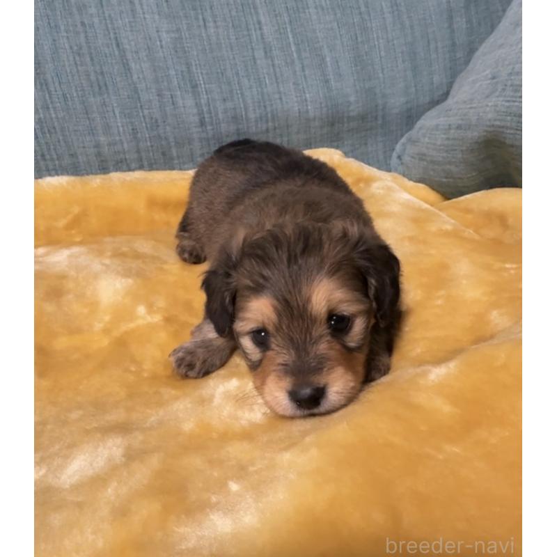 販売中の岡山県のミックス犬-447806の4枚目