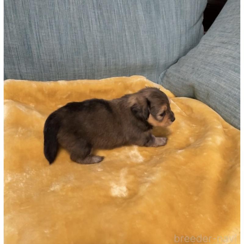 販売中の岡山県のミックス犬-447806の3枚目