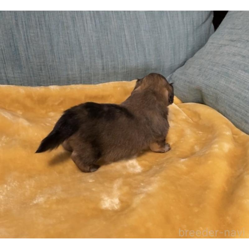 販売中の岡山県のミックス犬-447806の2枚目