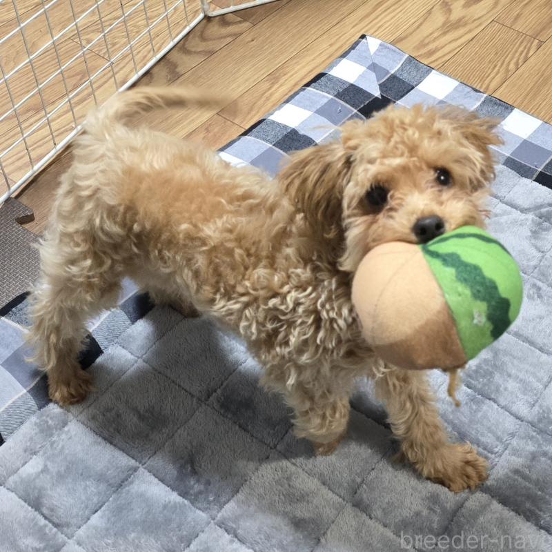 販売中の岡山県のトイプードル-425744