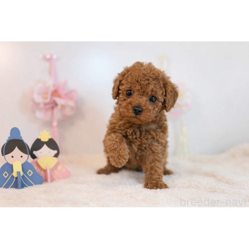 販売中の広島県のトイプードル-447808の3枚目