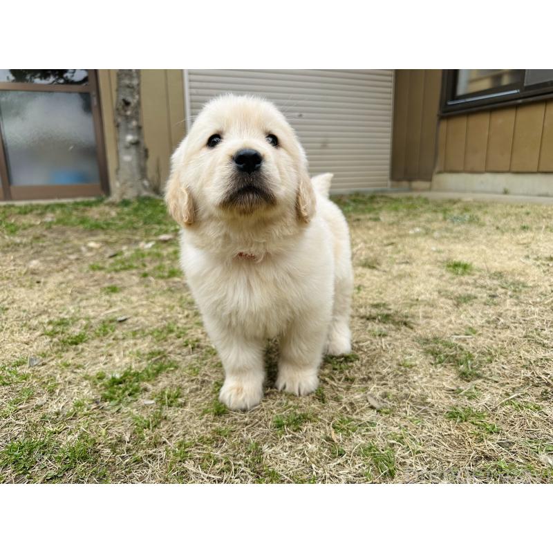 商談中の千葉県のゴールデンレトリーバー-440021の10枚目