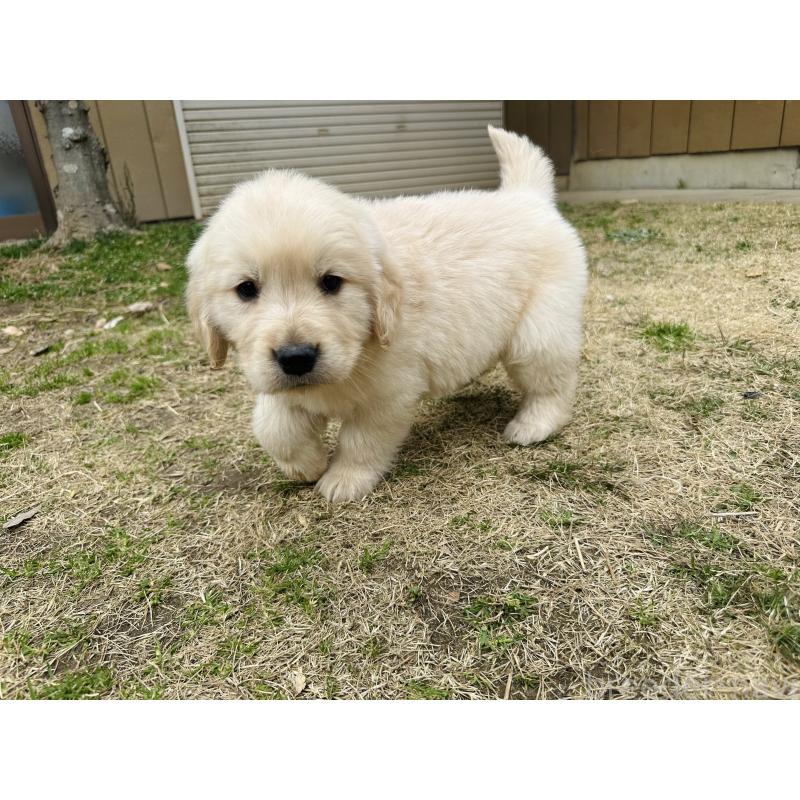 商談中の千葉県のゴールデンレトリーバー-440021の9枚目