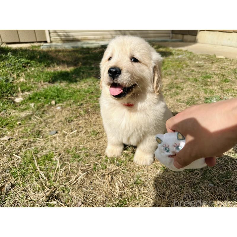 商談中の千葉県のゴールデンレトリーバー-440021の8枚目