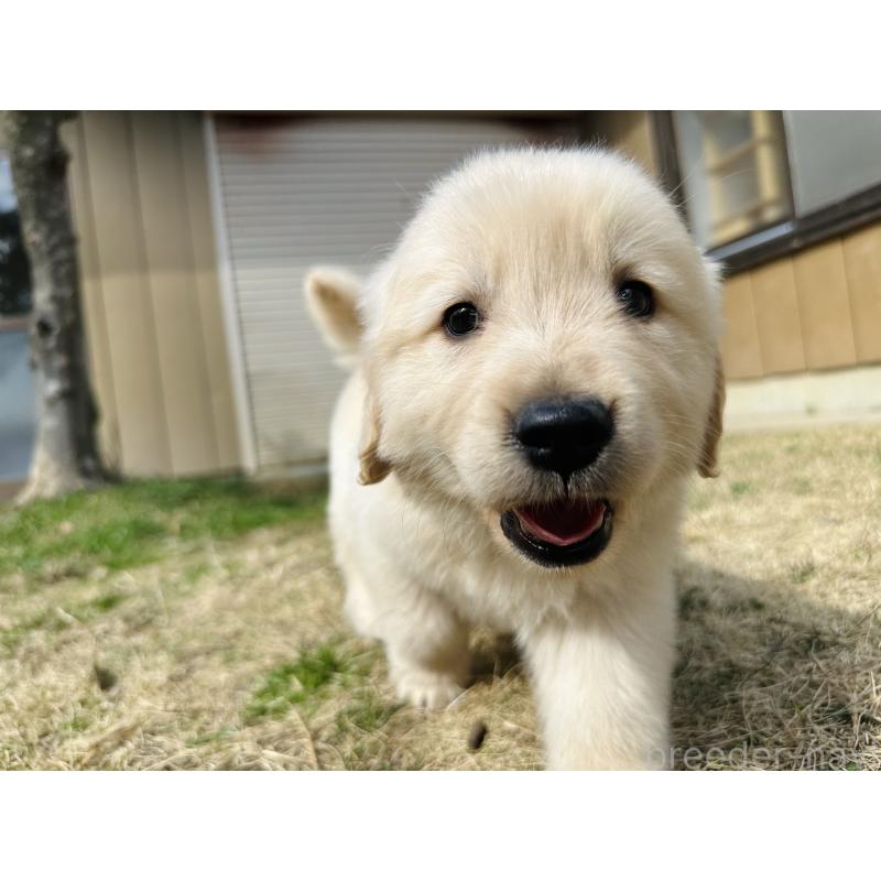 商談中の千葉県のゴールデンレトリーバー-440021の7枚目