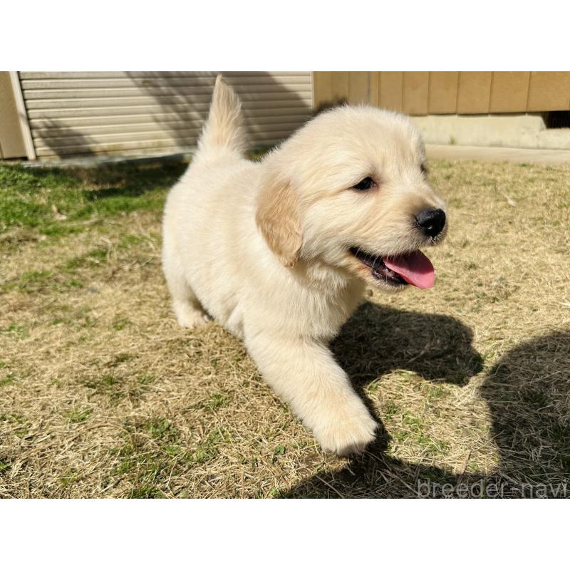 商談中の千葉県のゴールデンレトリーバー-440021の6枚目