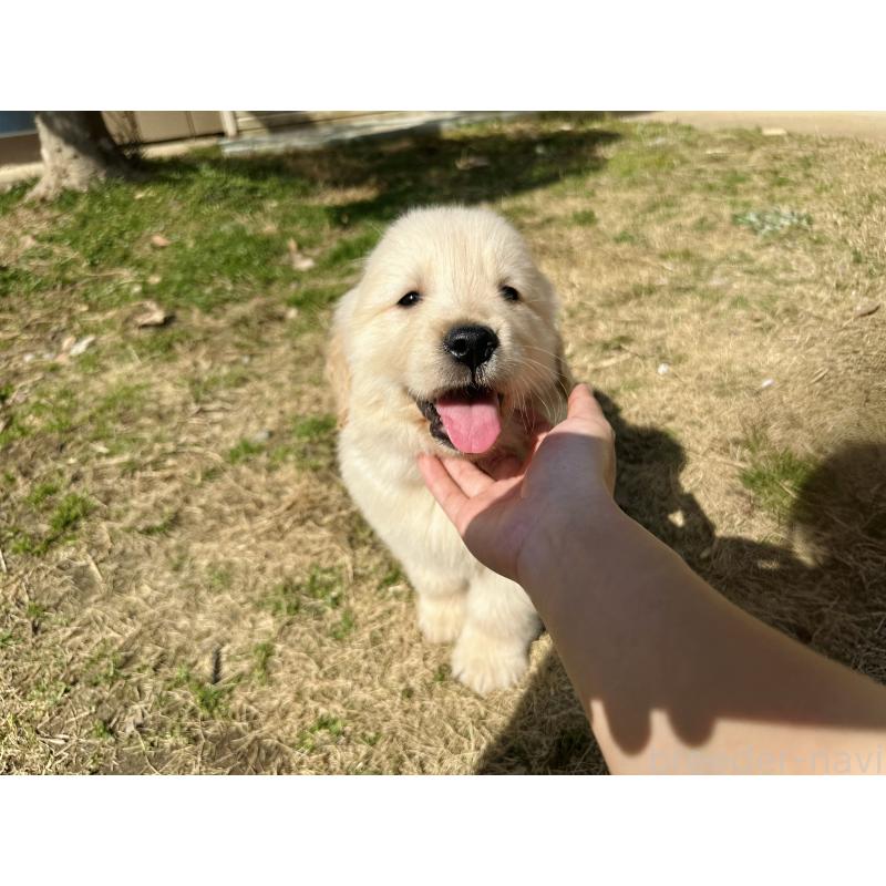 商談中の千葉県のゴールデンレトリーバー-440021の5枚目